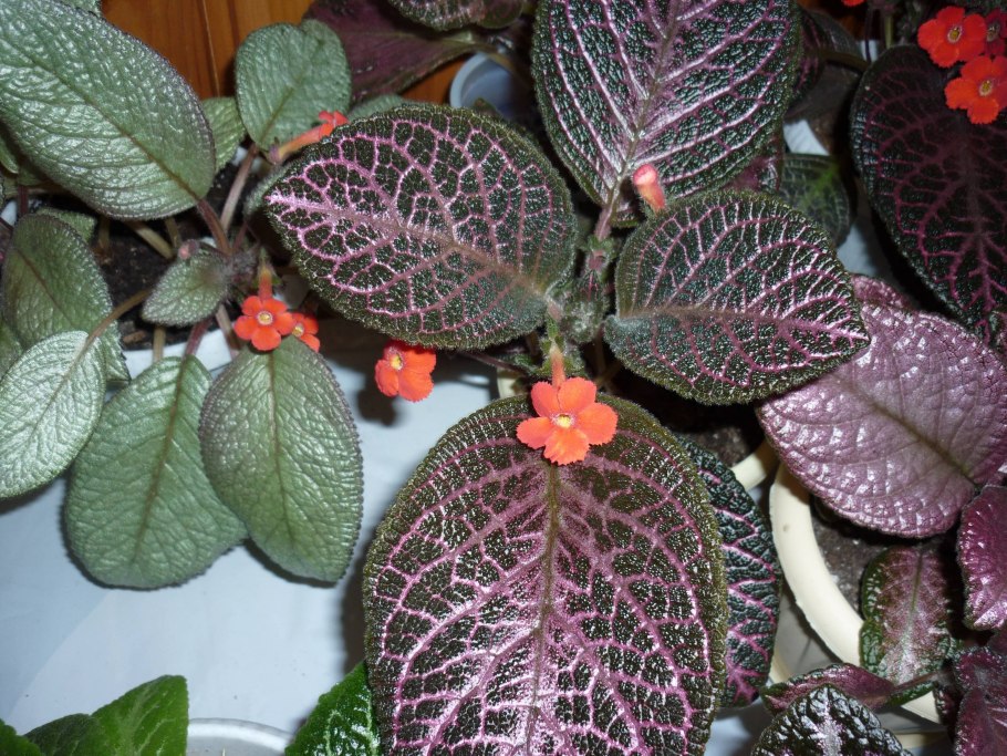 Эписция киви