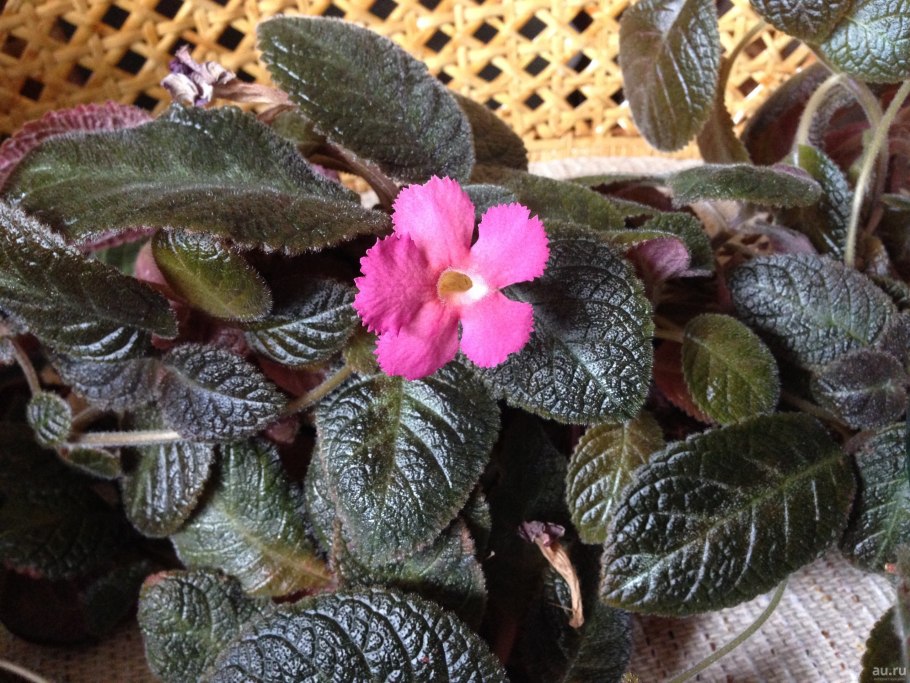 Эписция Pink Panther