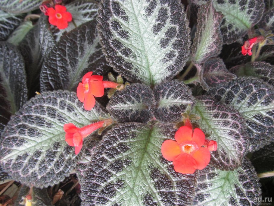 Эписция Thad's Cheetah