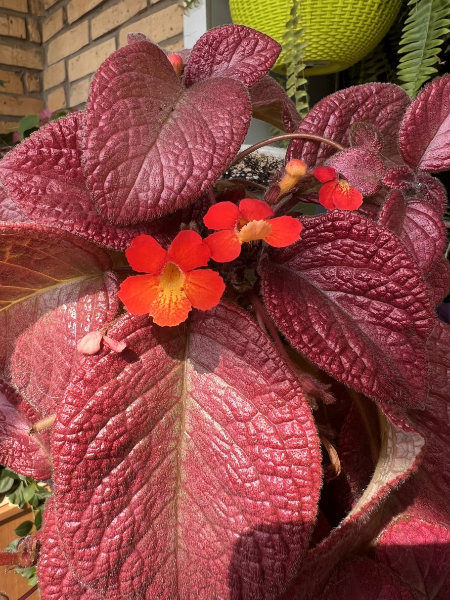 Эпиcция Cтрафберри мист