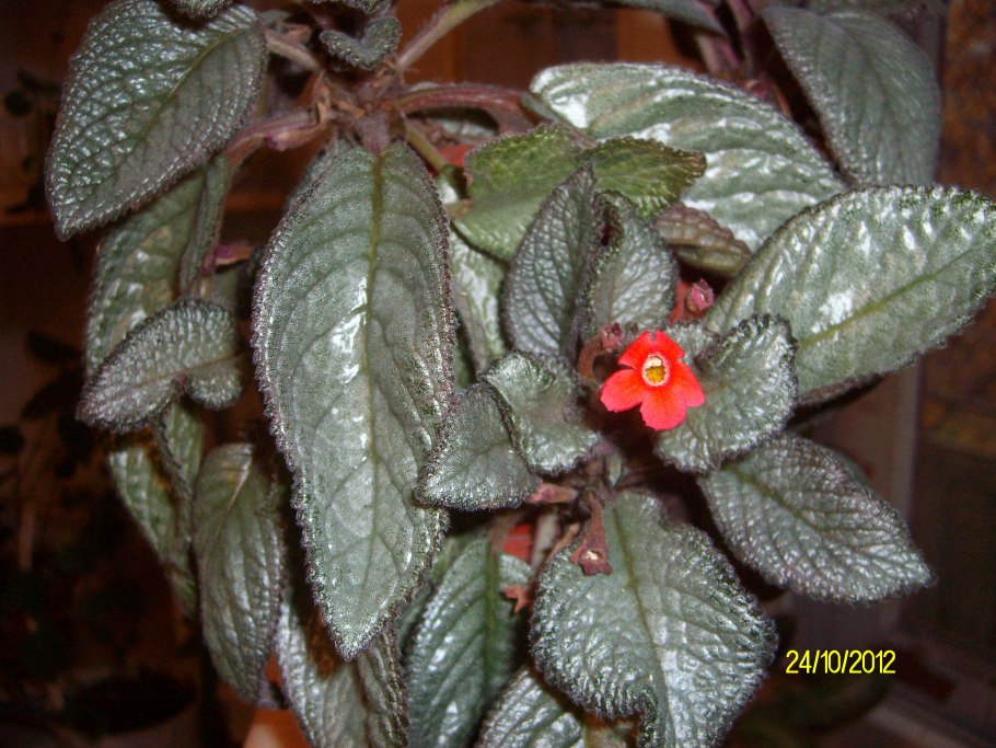 Эписция Браун Бьюти