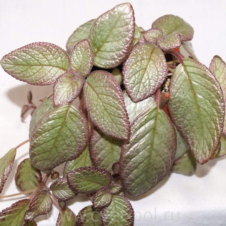 Эписция Сильвер Мун