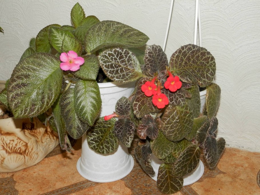 Эписция комнатное растение