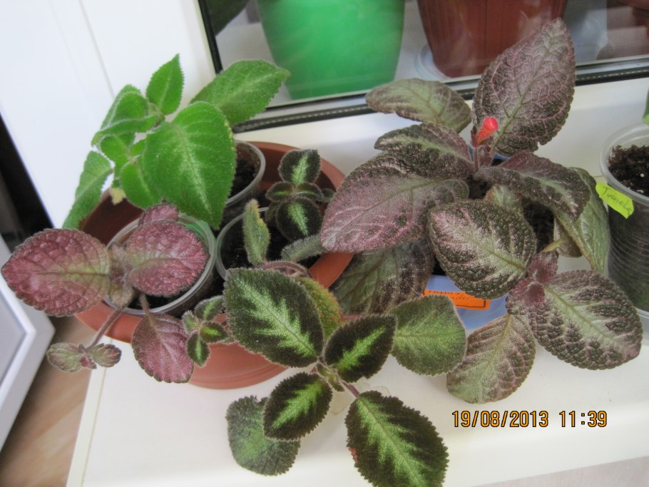 Эписция Ника зелёная пантера