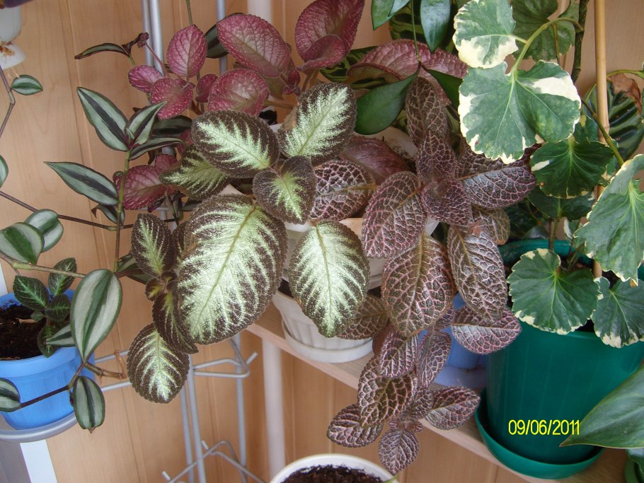 Эписция Sea Cliff