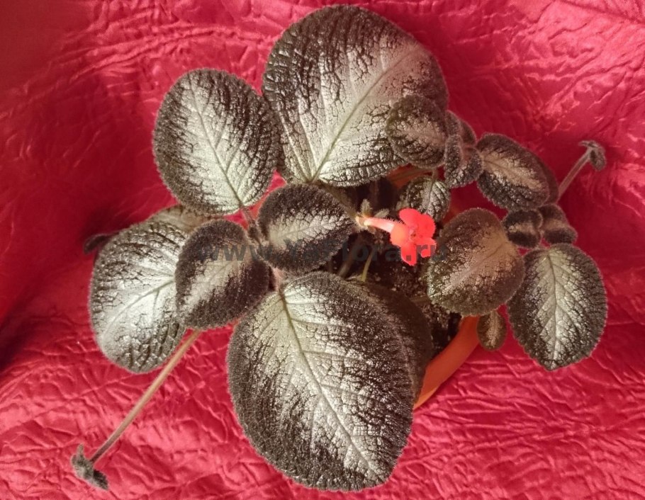 Эписция грей леди