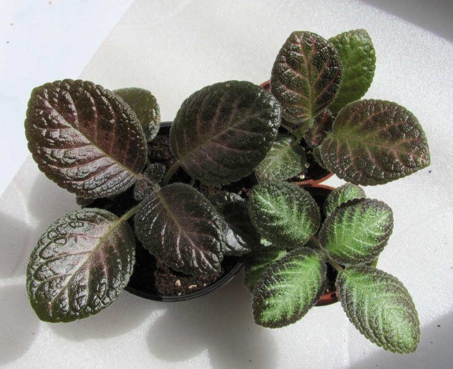 Эписция изумрудный бархат