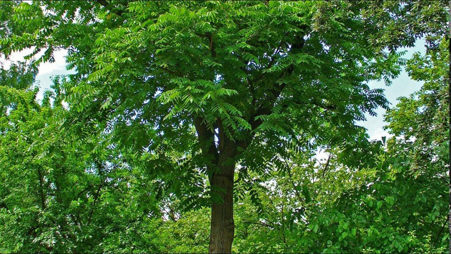 Орех серый крона