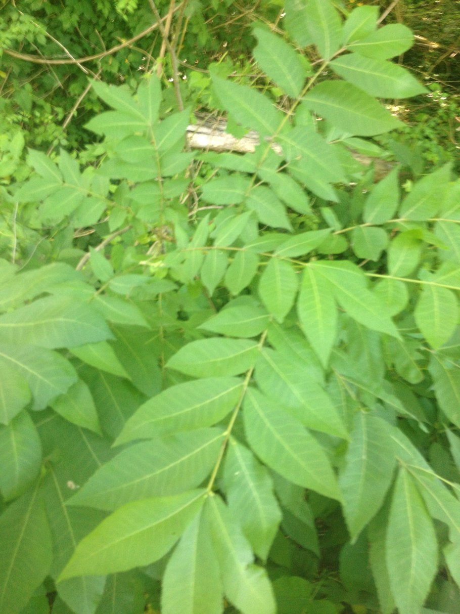 Орех маньчжурский (Juglans nigra l.)