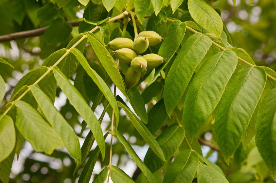 Орех серый Juglans cinerea