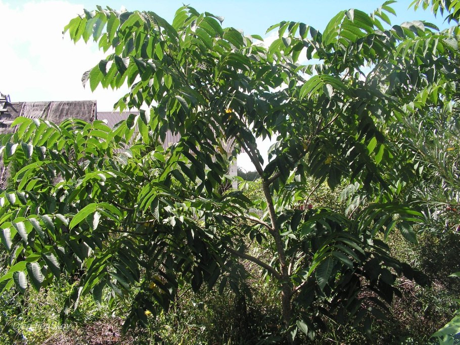 Орех маньчжурский (Juglans mandshurica)