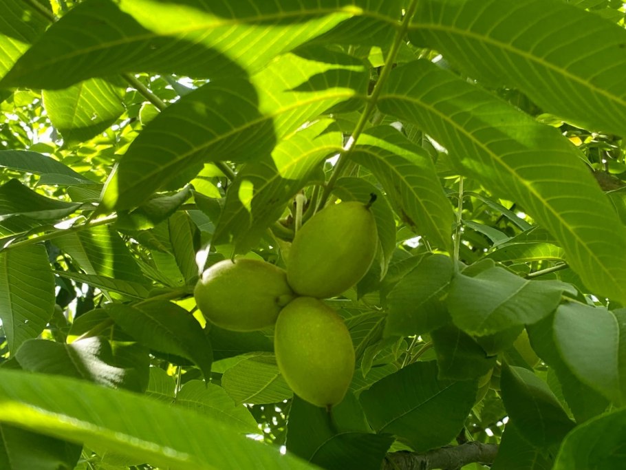 Черный маньчжурский орех