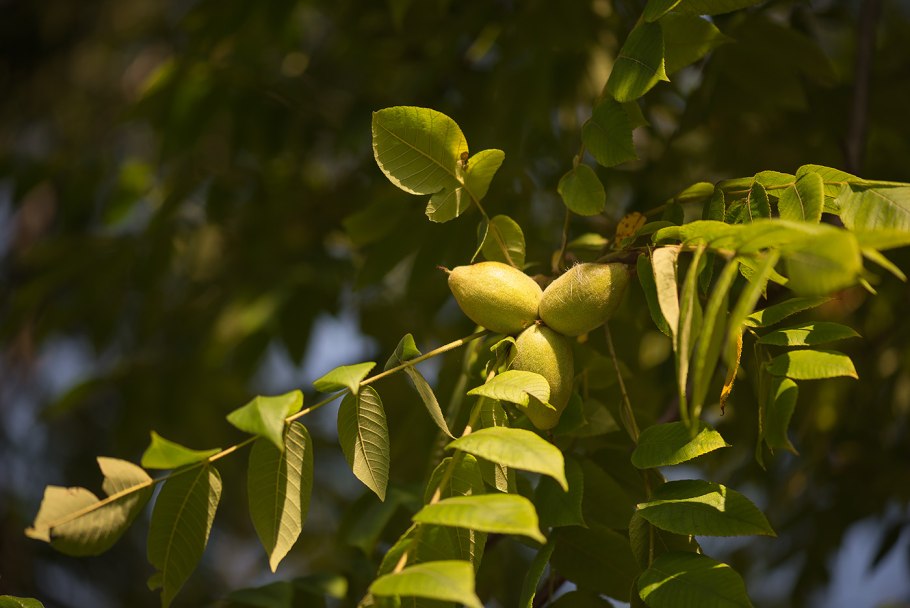 Орех серый (Juglans cinerea l.)