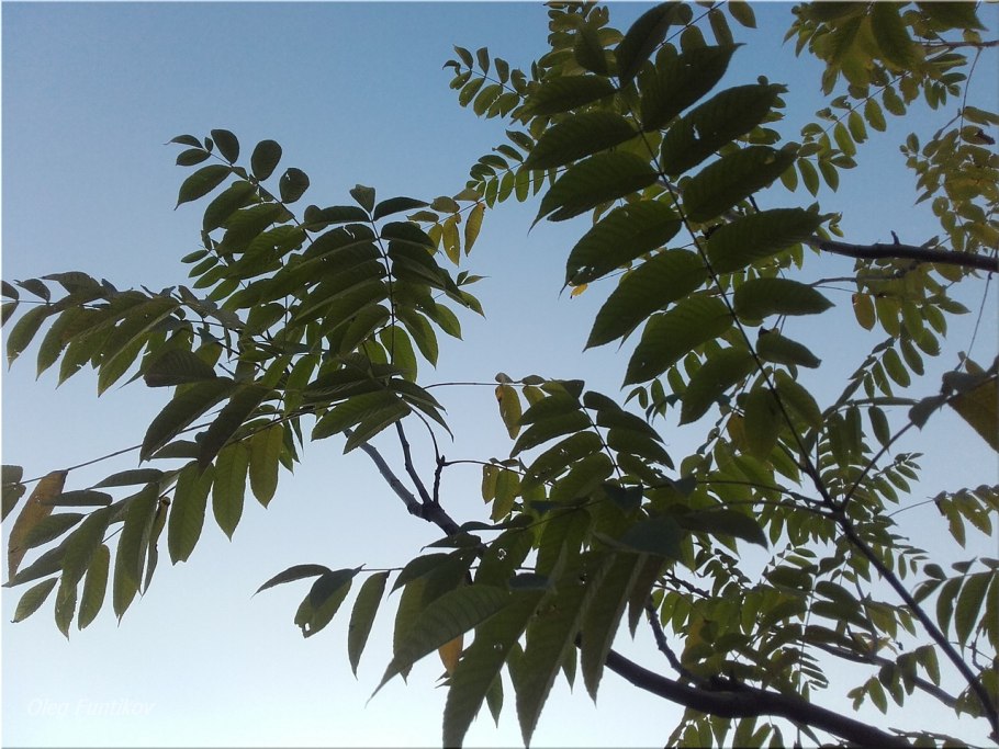 Орех сердцевидный, Juglans cordiformis