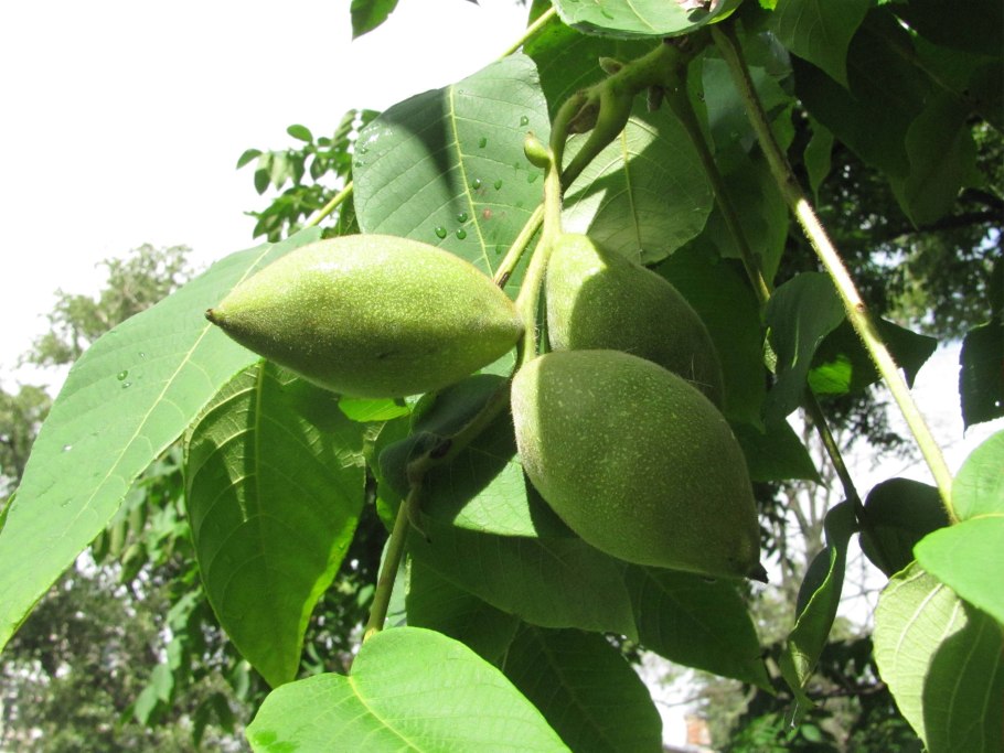 Орех серый Juglans cinerea