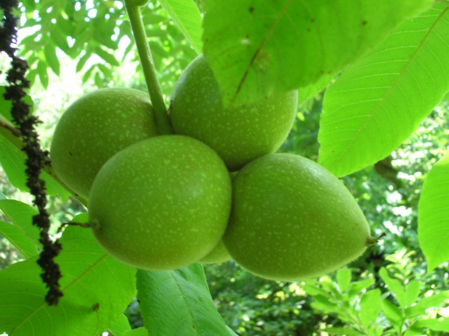 (Кария, Гикори)