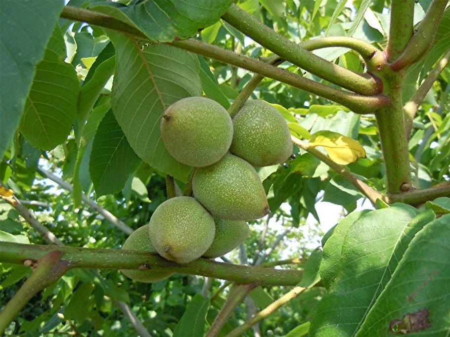 68. Орех маньчжурский (Juglans mandshurica).