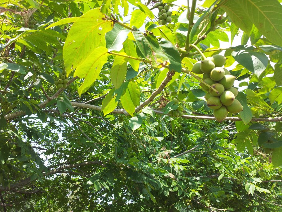 Орех маньчжурский juglans mandshurica
