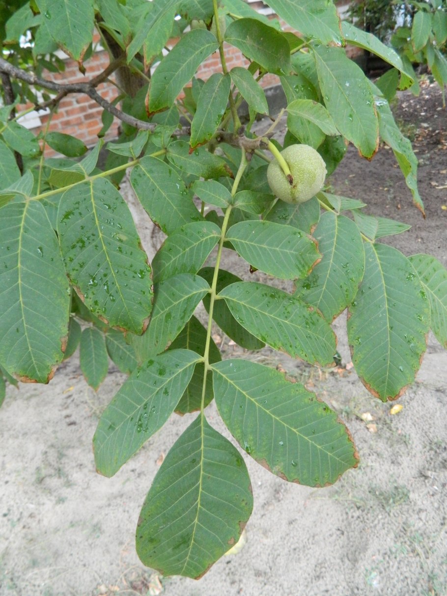 Орех серый канадский