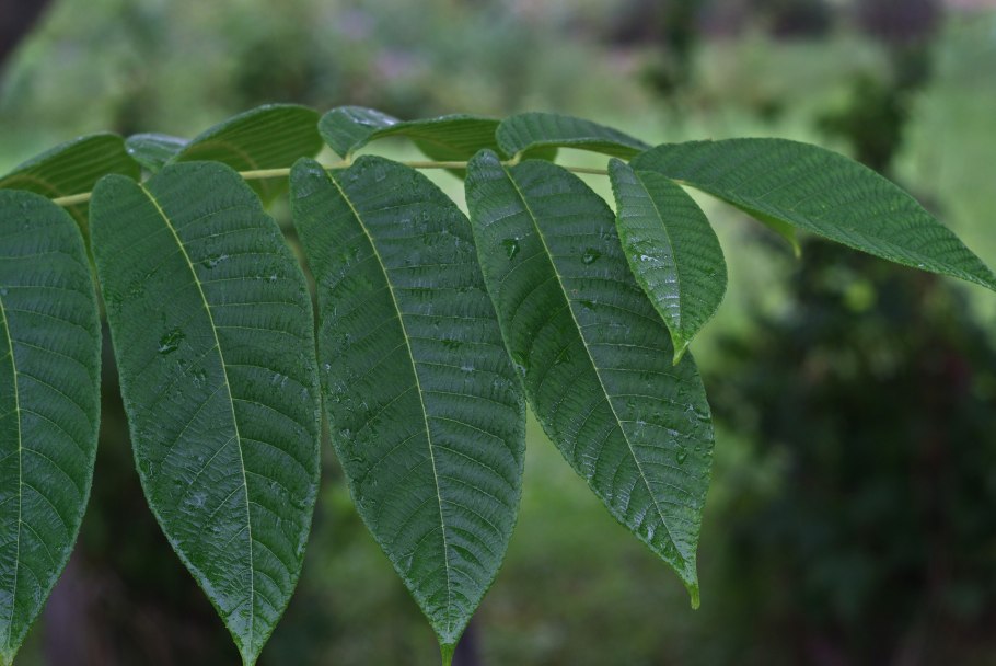 Walnut Tree хусусий клиникасидаги шифокорлар