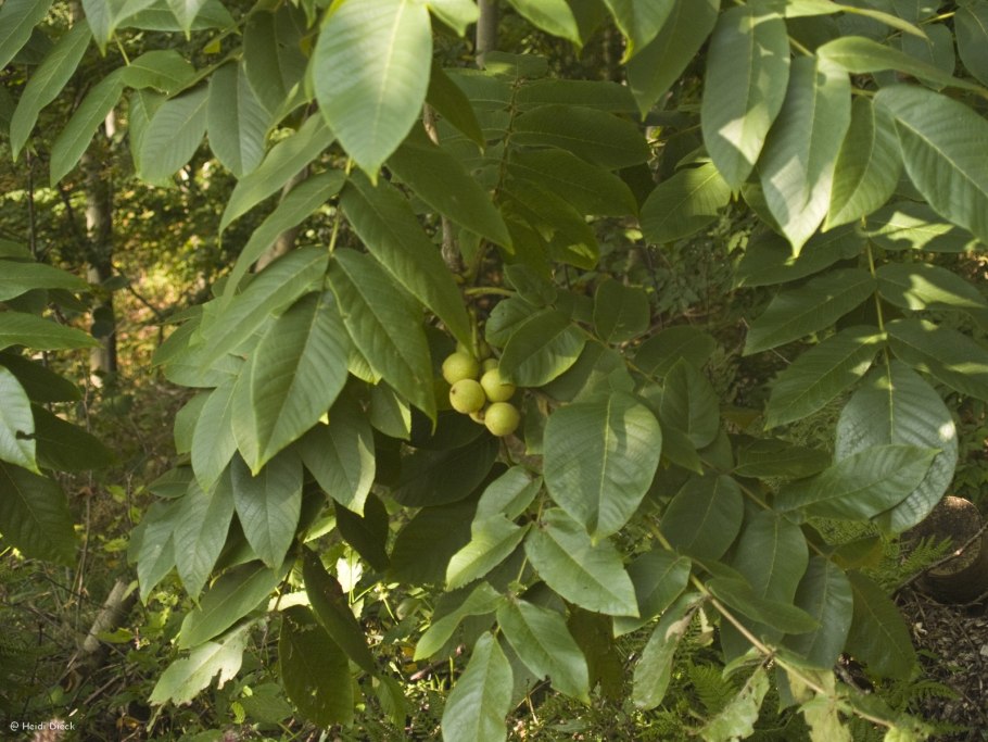 Орех сердцевидный (Juglans cordiformis Max.)