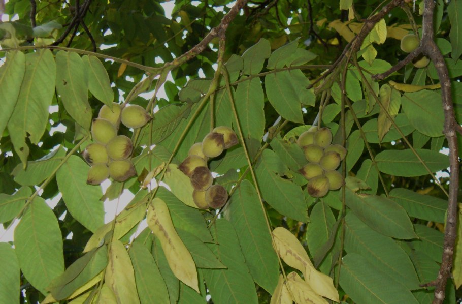 Оре́х маньчжу́рский, (Júglans mandshúrica)
