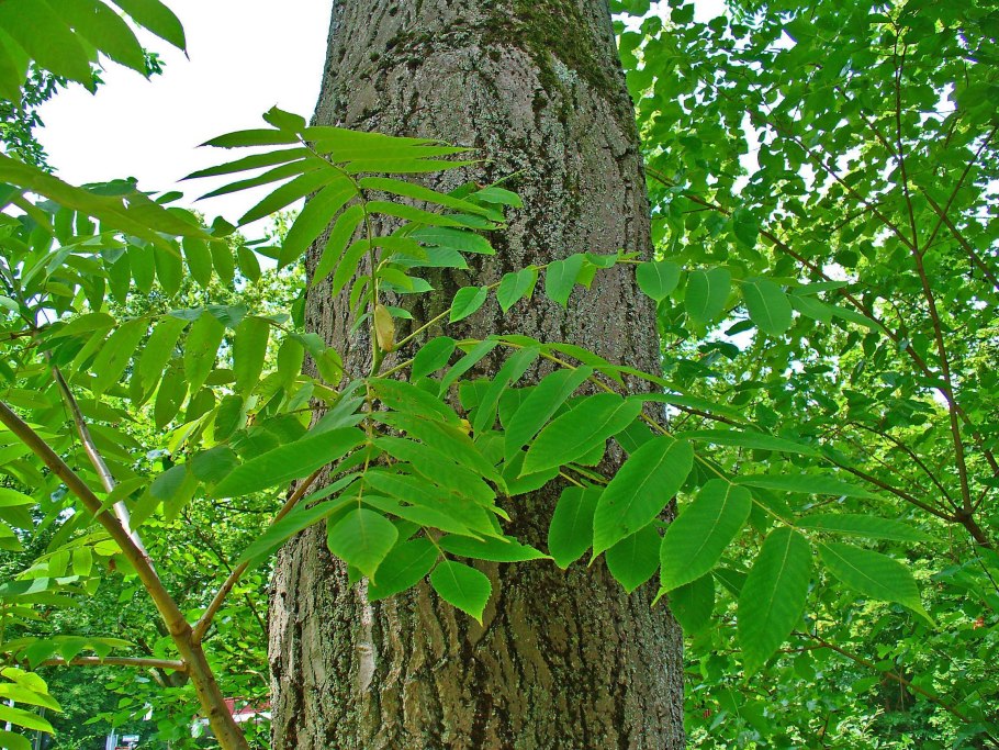 Juglans cinerea гомеопатия