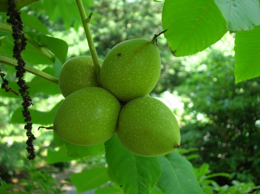 Juglans cinerea (волошский орех)