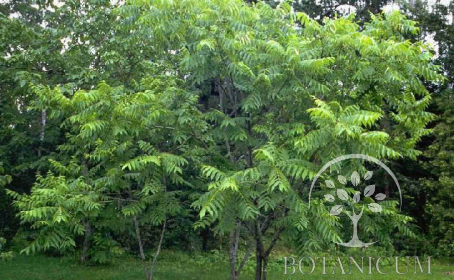 Орех маньчжурский(Juglans mandshurica Maxim)