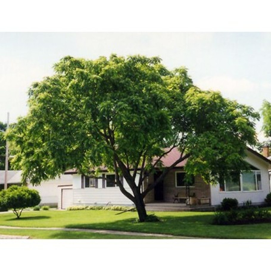 Орех серый Juglans cinerea