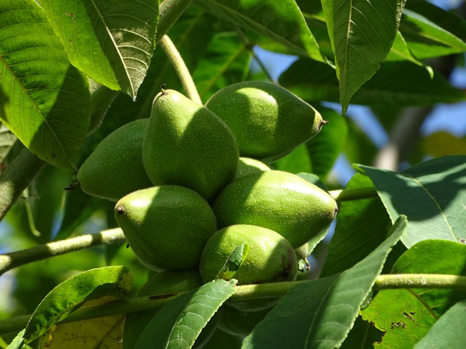 Орех маньчжурский (Juglans nigra l.)