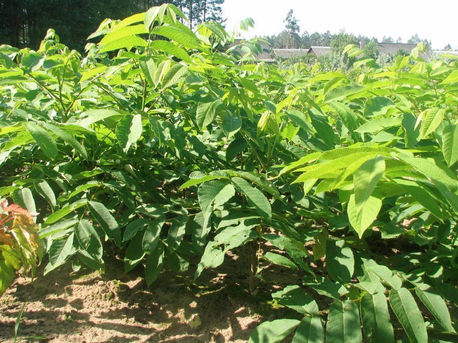 Орех маньчжурский серый