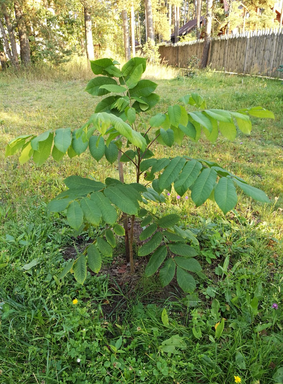 Орех айлантолистный маньчжурский