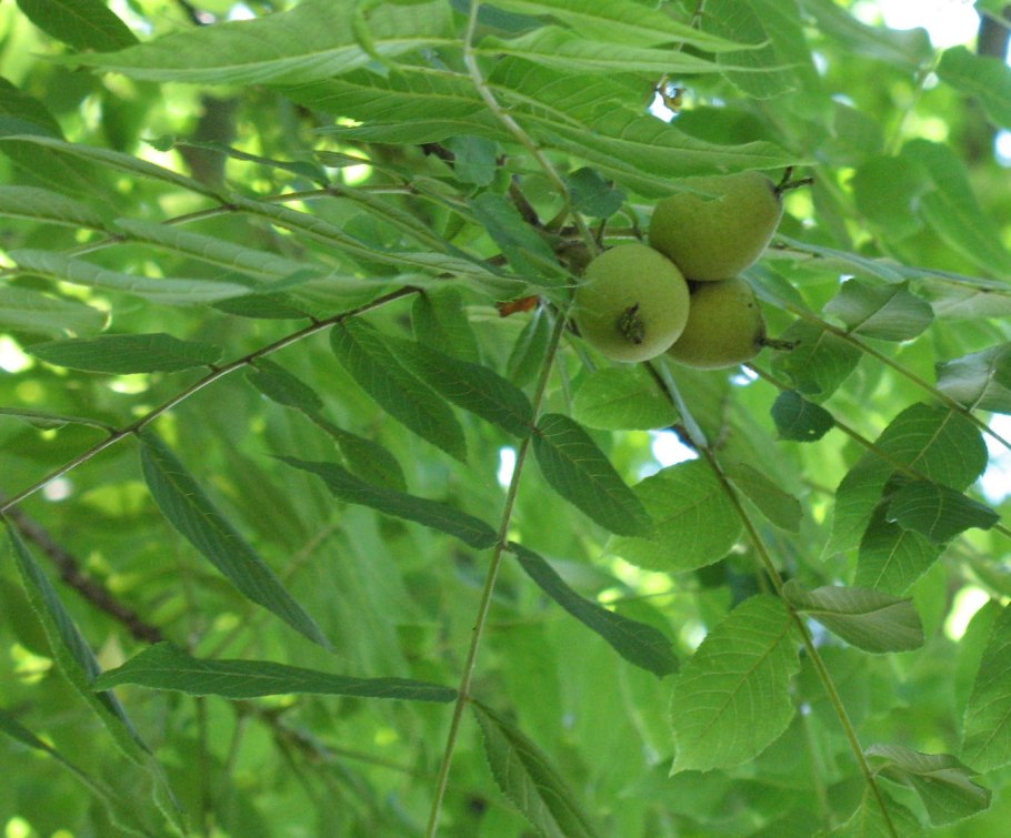 Орех маньчжурский (Juglans nigra l.)