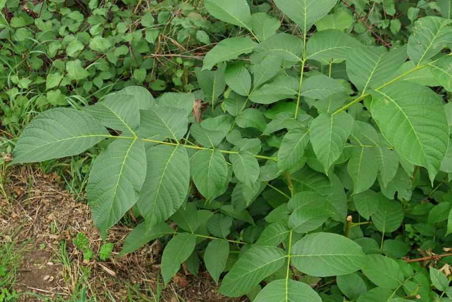Орех серый Juglans cinerea