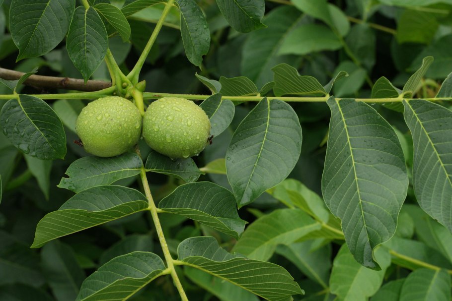 Орех серый Juglans cinerea