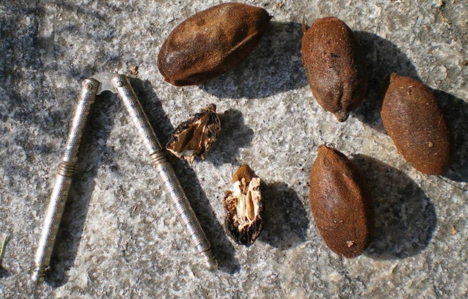 Маньчжурский орех Ланкастерский