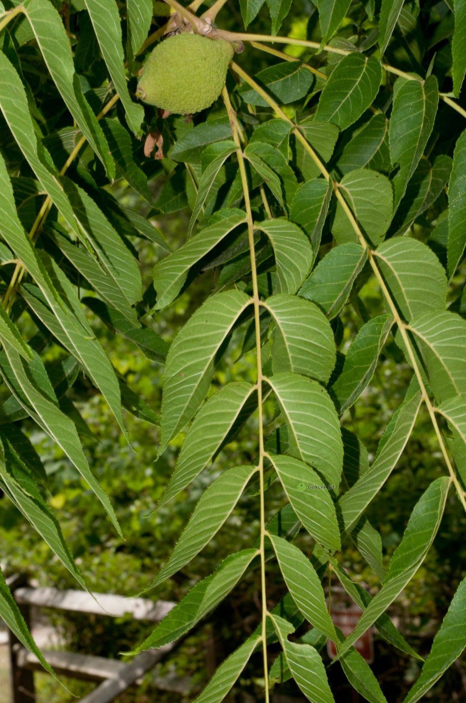 Орех айлантолистный (орех Зибольда)