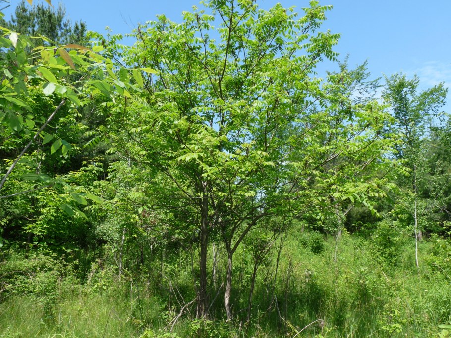 Орех айлантолистный Juglans ailanthifolia