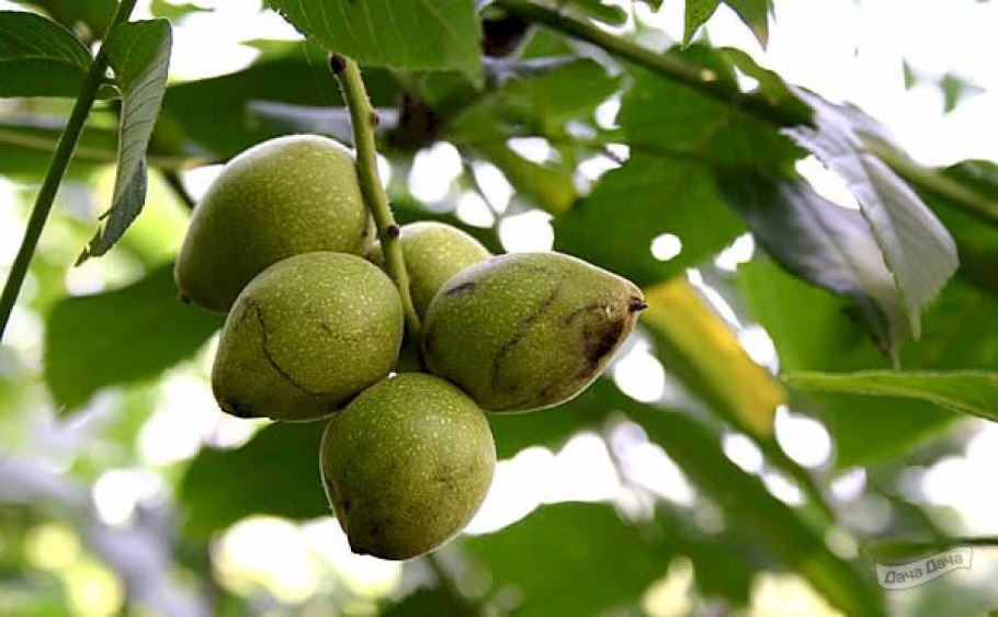 Орех маньчжурский (Juglans nigra l.)