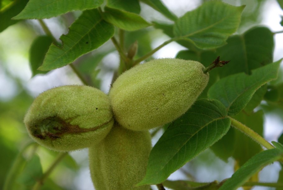 Орех серый (Juglans cinerea l.)