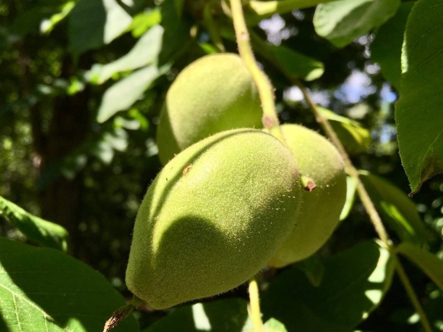 Маньчжурский орех Ланкастерский