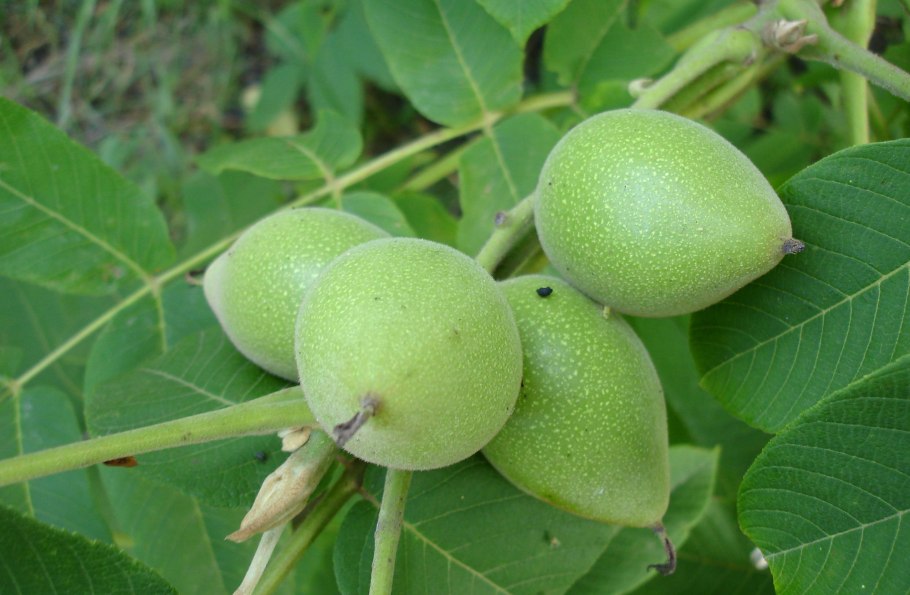 Маньчжурский орех плод