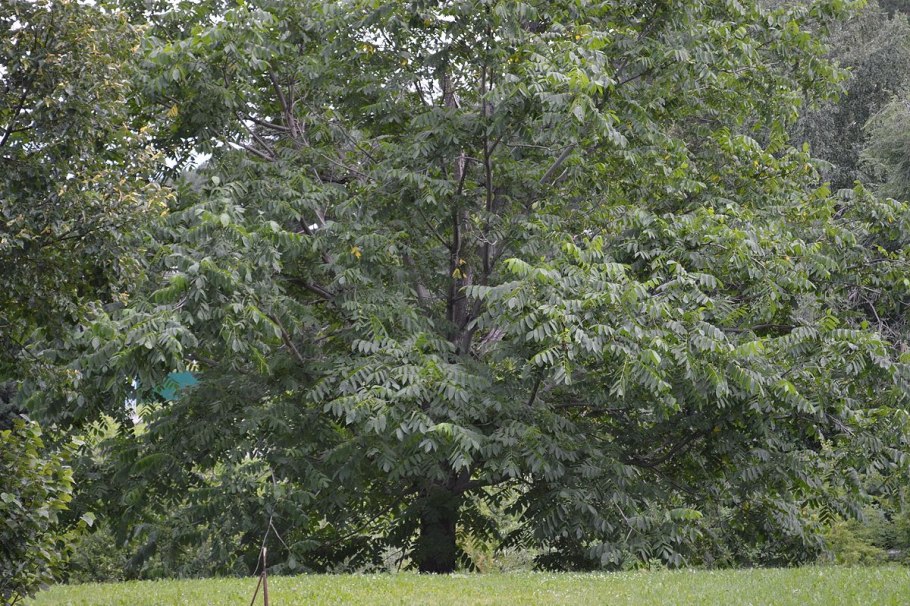 Ясень маньчжурский fraxinus mandshurica