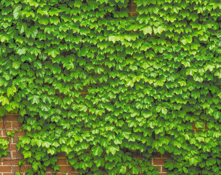 Плющ зеленый Хедера