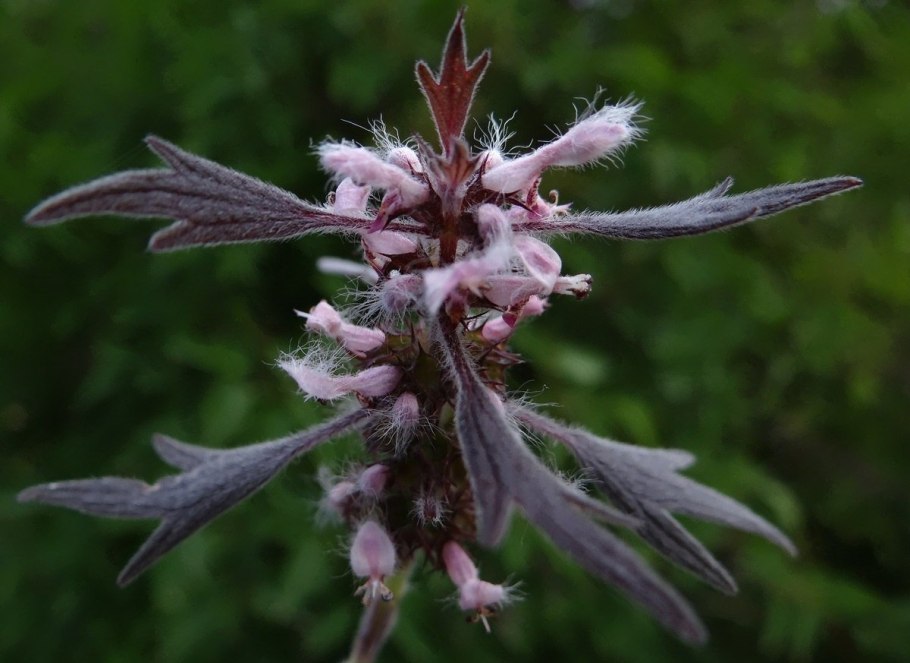 Сибирский пустырник – Leonurus sibiricus.