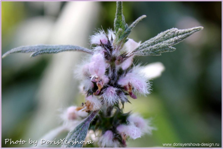 Цвет пустырника разведенного в воде фото