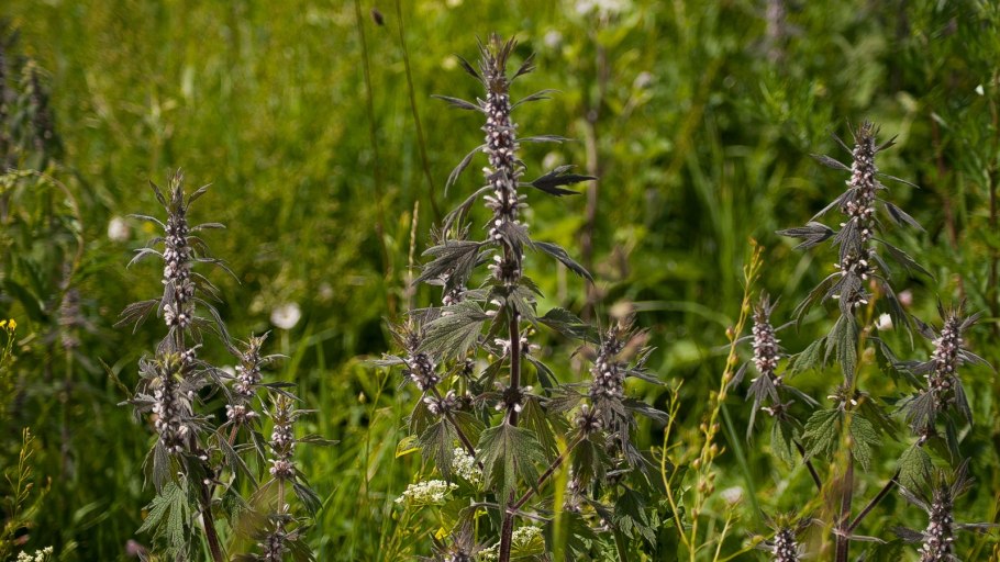 Пустырник мохнатый