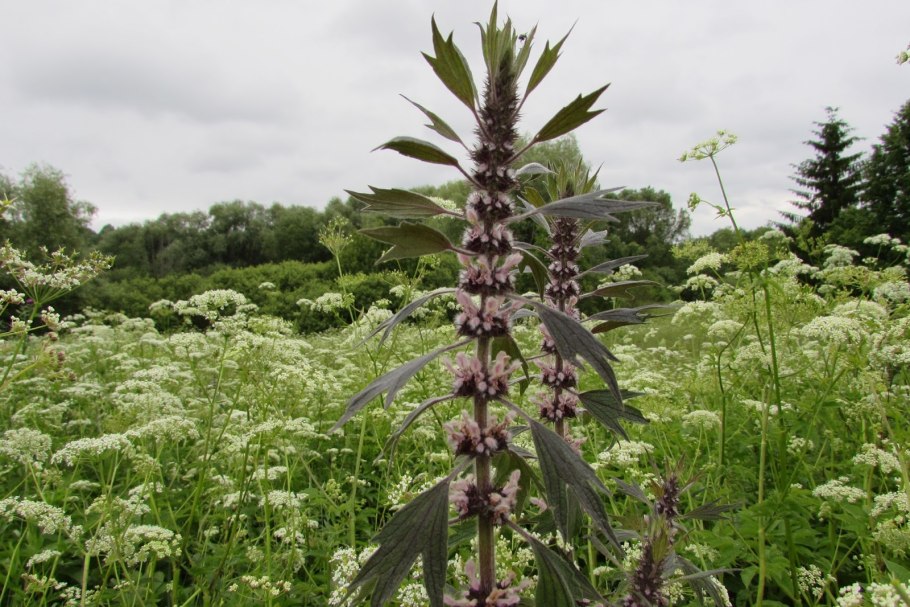 Пустырник медонос