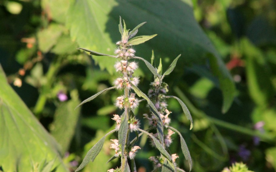 Пустырник разнолистный